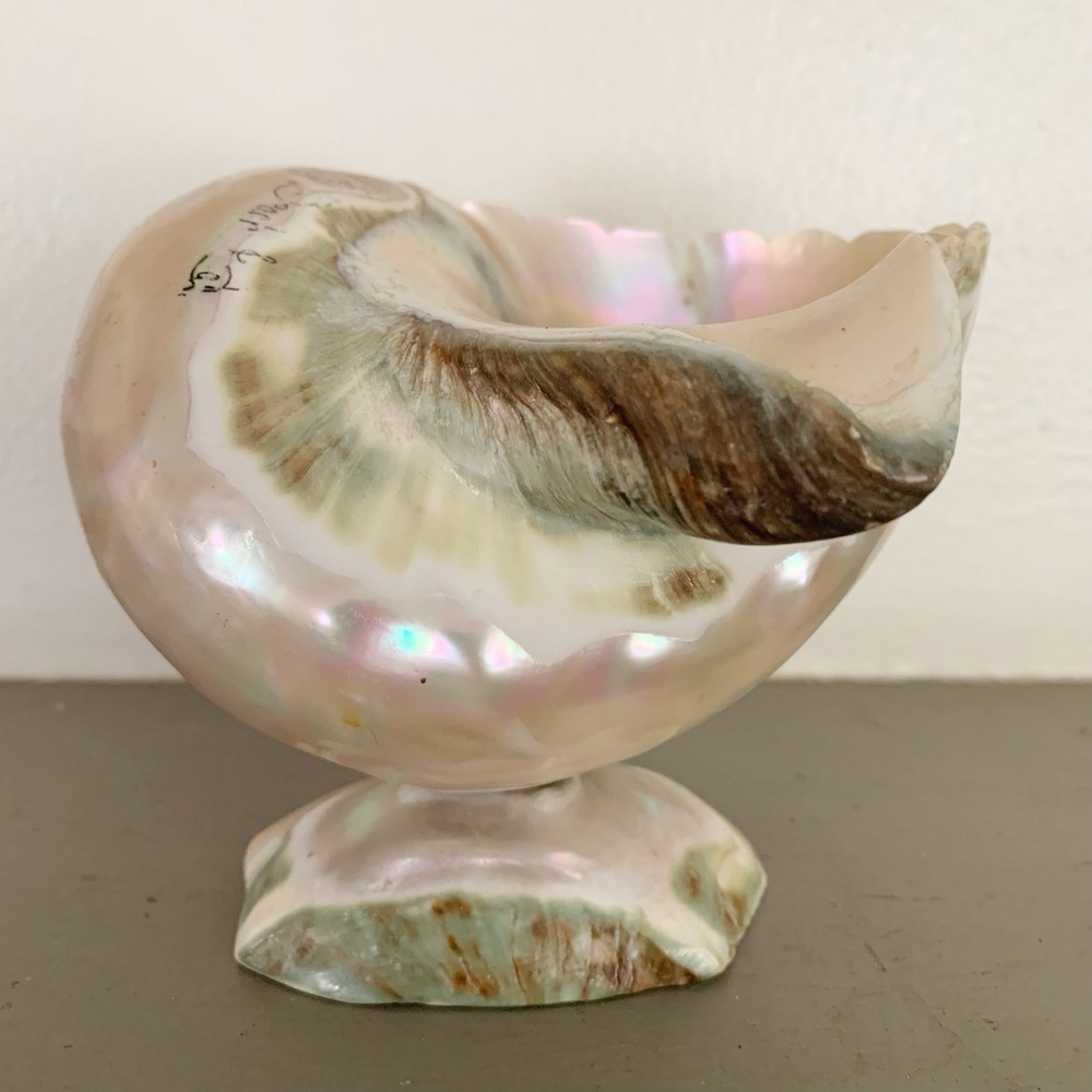 Turbo Marmoratus Nautilus Shell  Vessel Shell Base Serving Trinket 5" X 5"